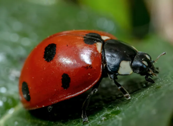 Specific cover crops may help attract insects that target harmful pests